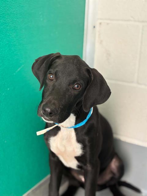 Enlarge JACKSON, a Adoptable mixed breed in Visalia, CA image 1/1