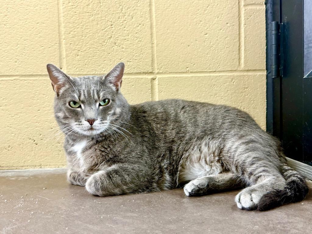 Stark, a Adoptable mixed breed in Cincinnati, OH image 1/6