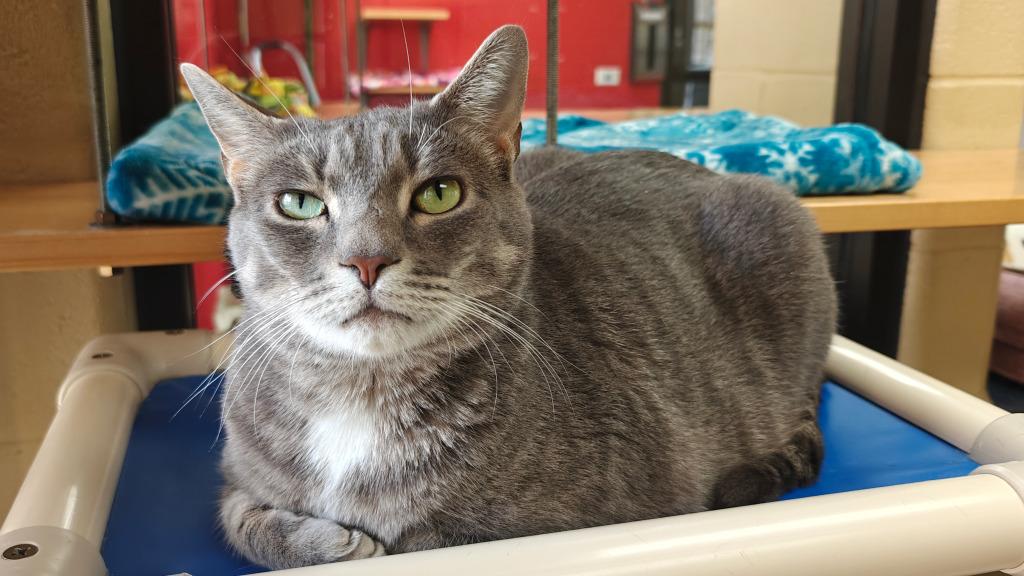 Stark, a Adoptable mixed breed in Cincinnati, OH image 2/6