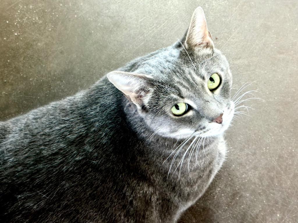 Stark, a Adoptable mixed breed in Cincinnati, OH image 3/6