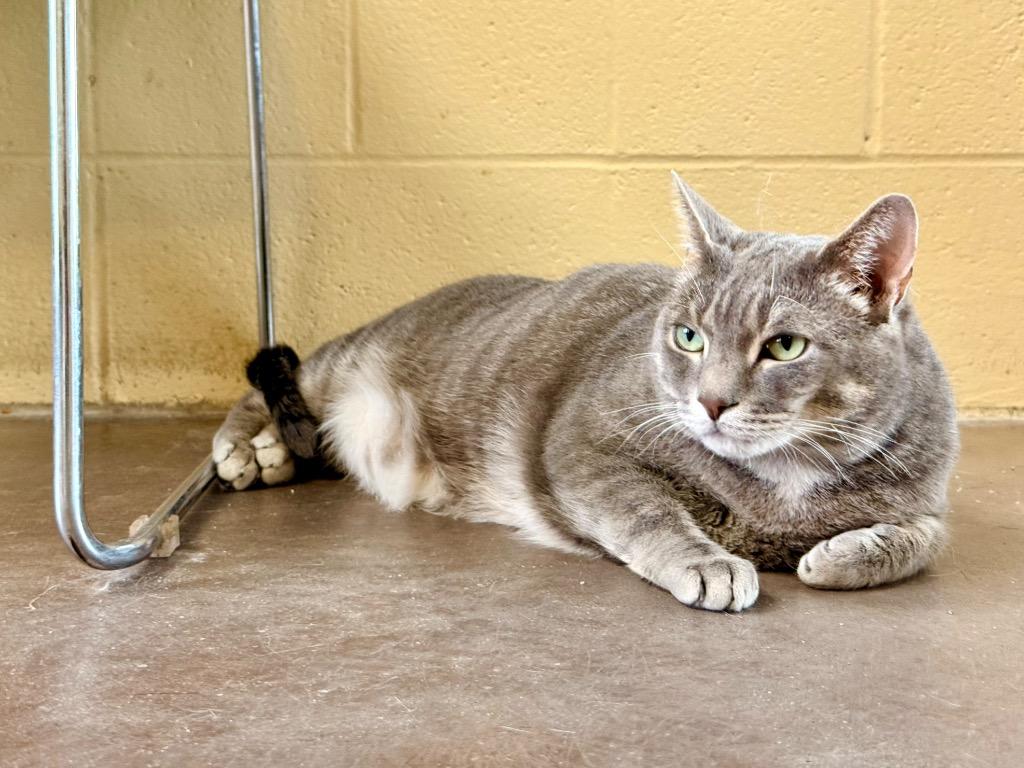 Stark, a Adoptable mixed breed in Cincinnati, OH image 4/6