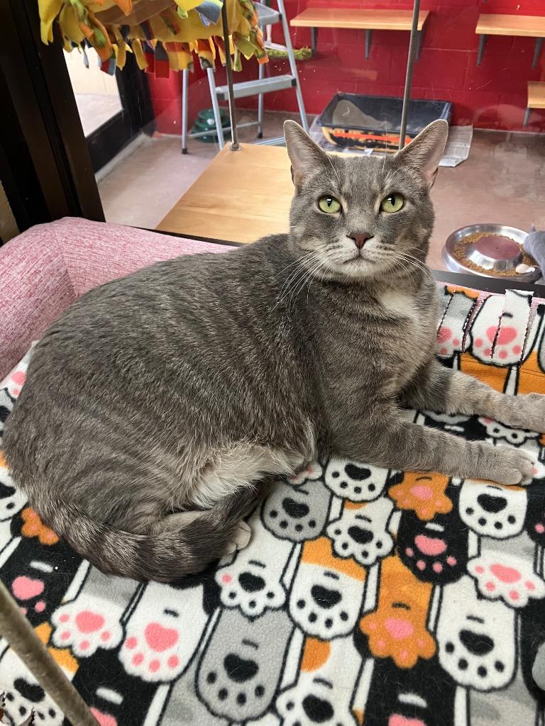 Stark, a Adoptable mixed breed in Cincinnati, OH image 5/6