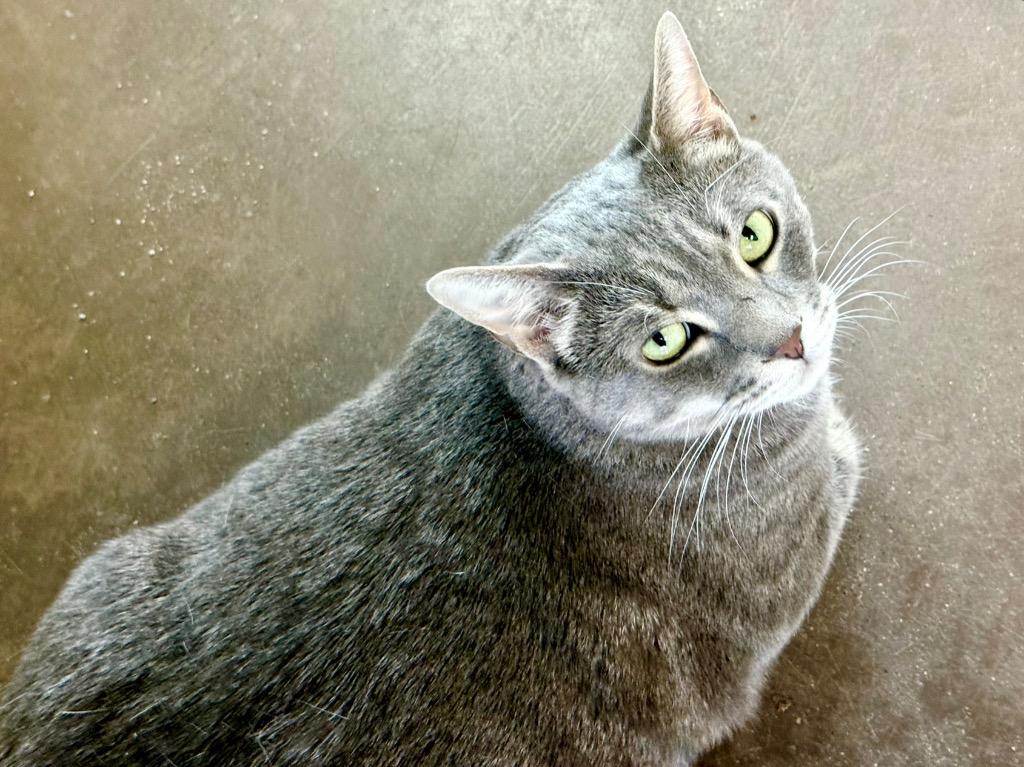 Stark, a Adoptable mixed breed in Cincinnati, OH image 6/6