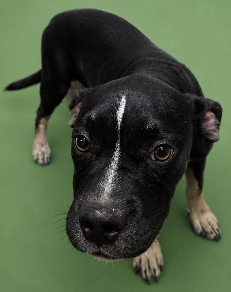 Enlarge Stitch, a Adoptable mixed breed in Wauchula, FL image 1/1