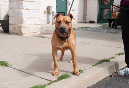 Koa, Adoptable, Adult Male American Staffordshire Terrier & Mixed Breed.