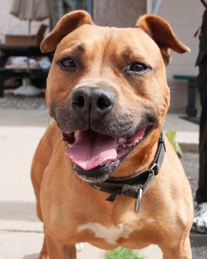 Koa, a Adoptable mixed breed in Hamilton, NJ image 2/3