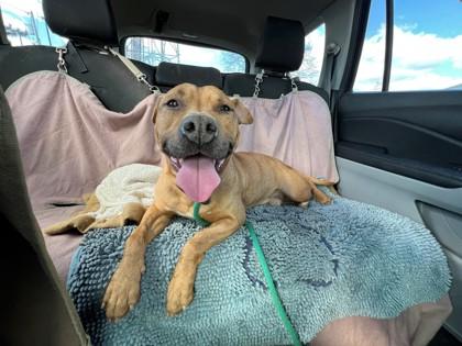 Koa, a Adoptable mixed breed in Hamilton, NJ image 3/3