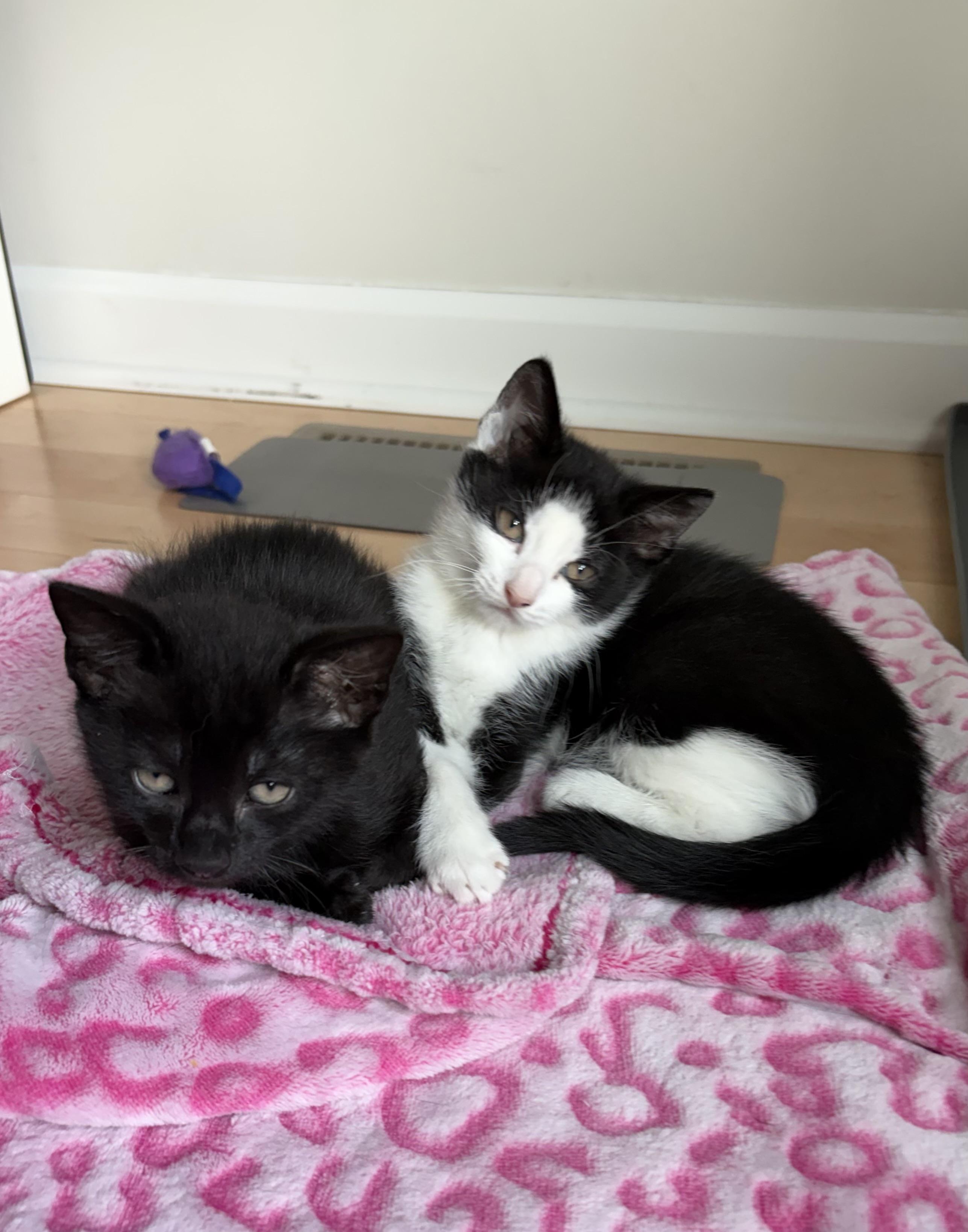 Bellatrix LeChat, an adopted Domestic Medium Hair in Albany, NY image 4/6