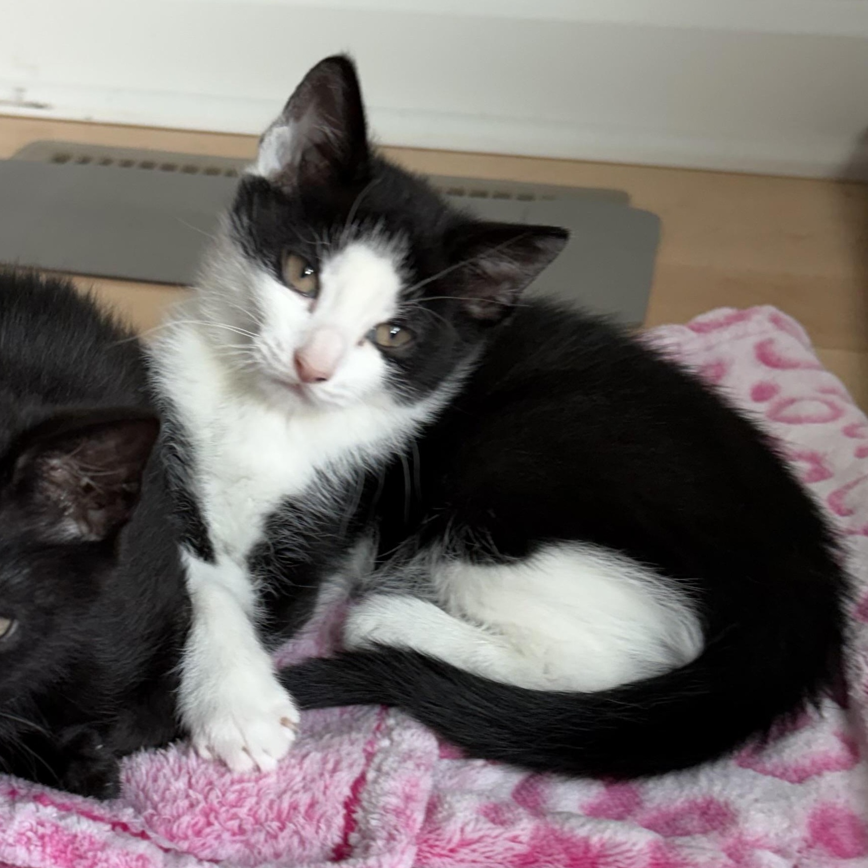 Bellatrix LeChat, adopted, Kitten Female Domestic Medium Hair.