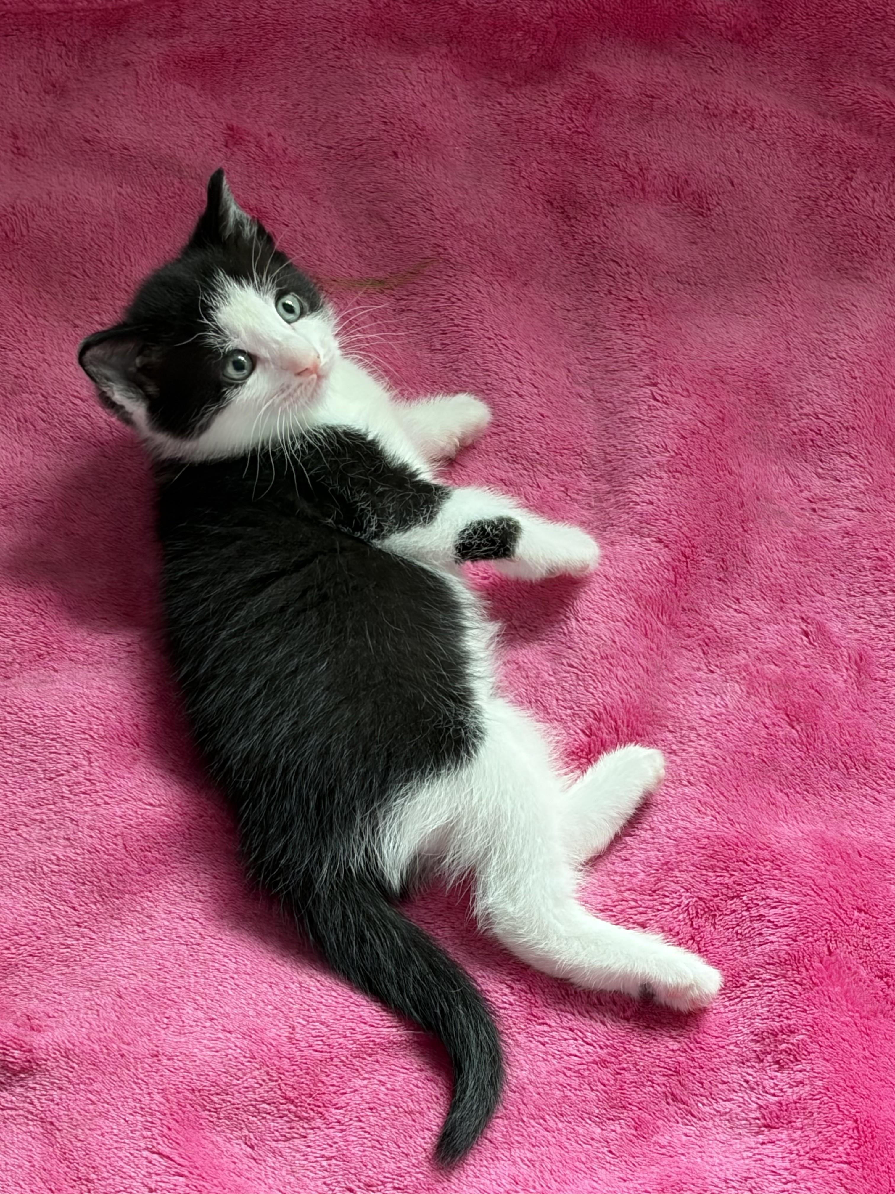 Bellatrix LeChat, an adopted Domestic Medium Hair in Albany, NY image 3/6