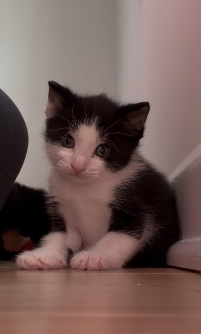 Bellatrix LeChat, an adopted Domestic Medium Hair in Albany, NY image 2/6