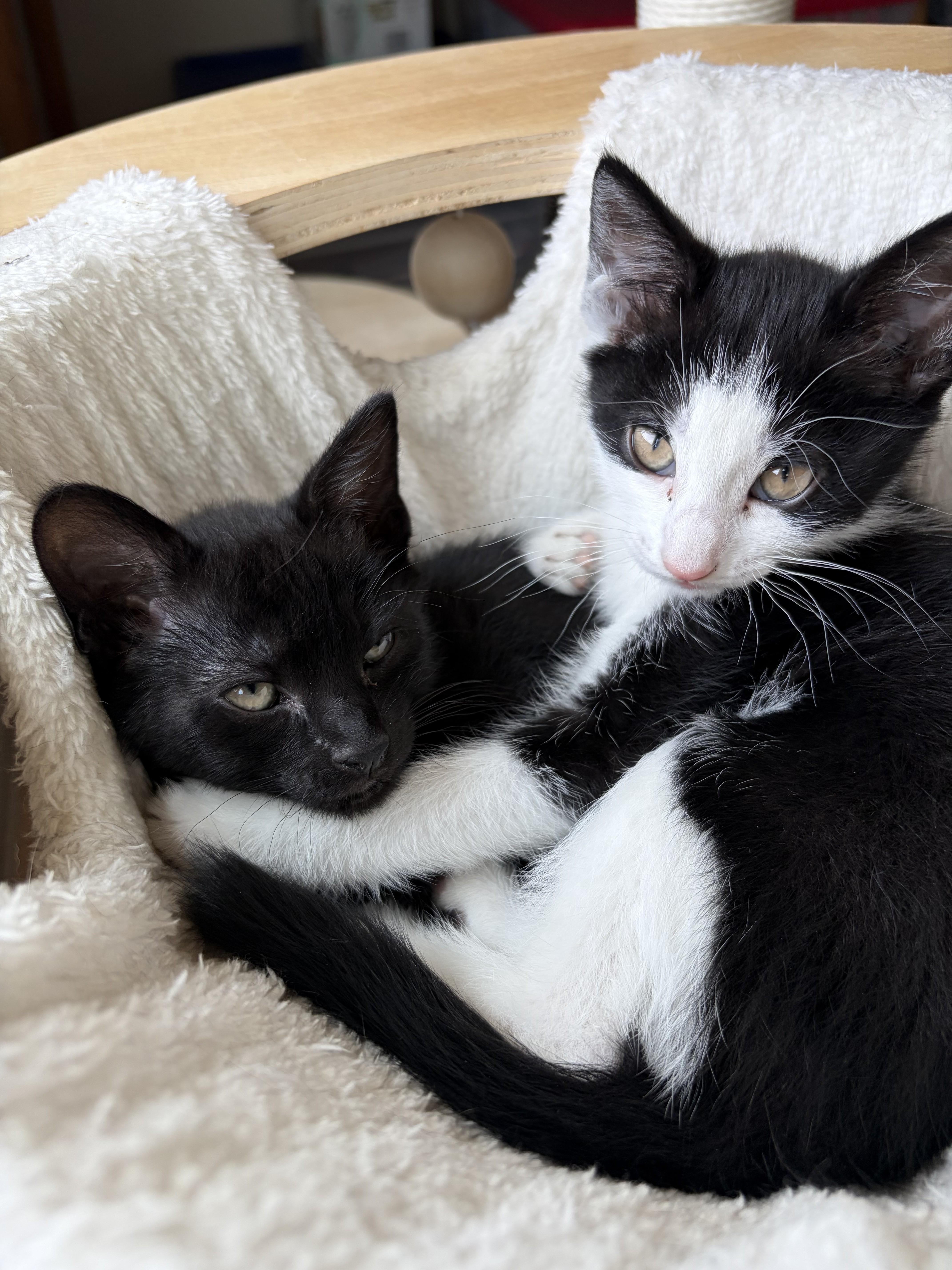 Bellatrix LeChat, an adopted Domestic Medium Hair in Albany, NY image 5/6