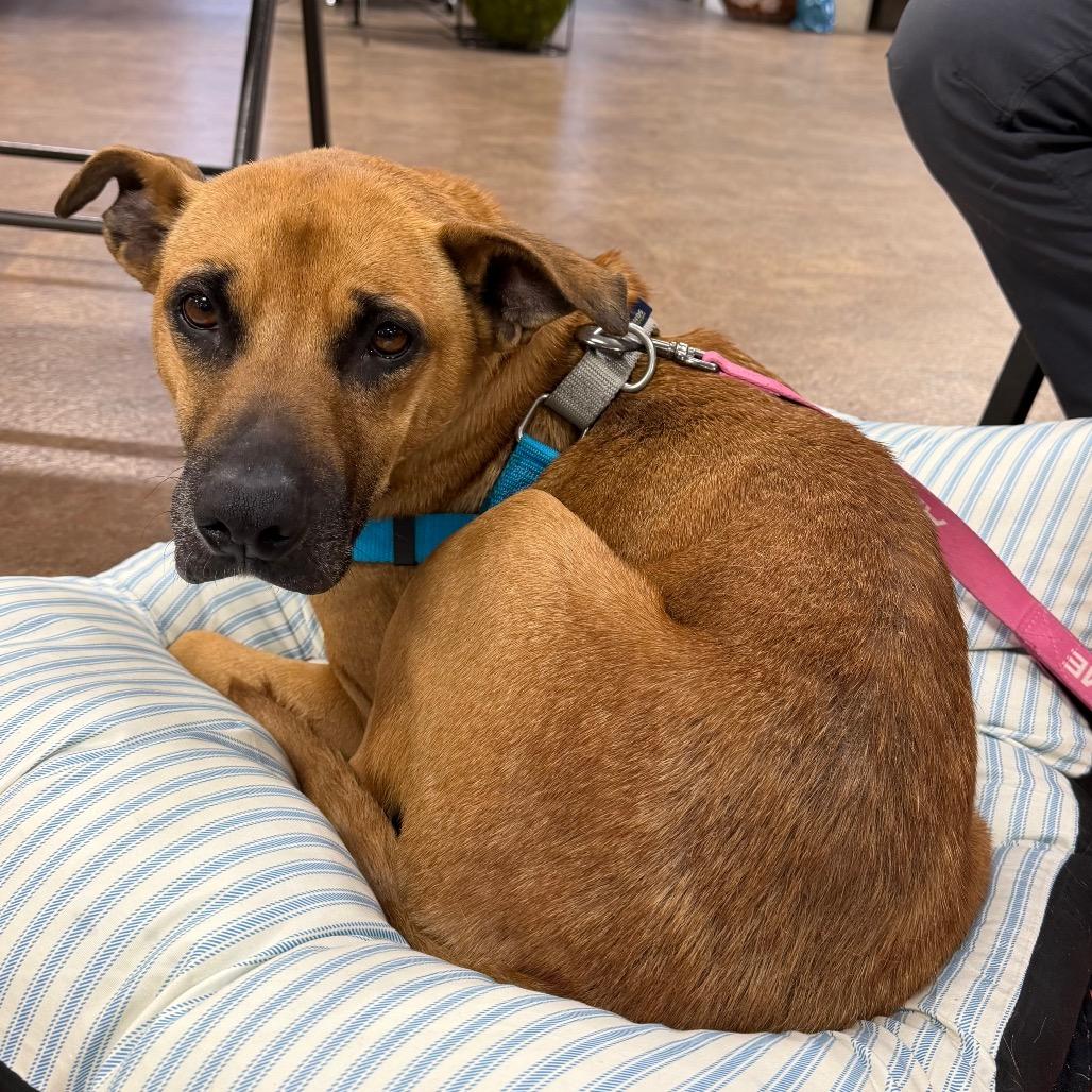 Enlarge Callie, a Adoptable German Shepherd Dog in Pasadena, CA image 2/6