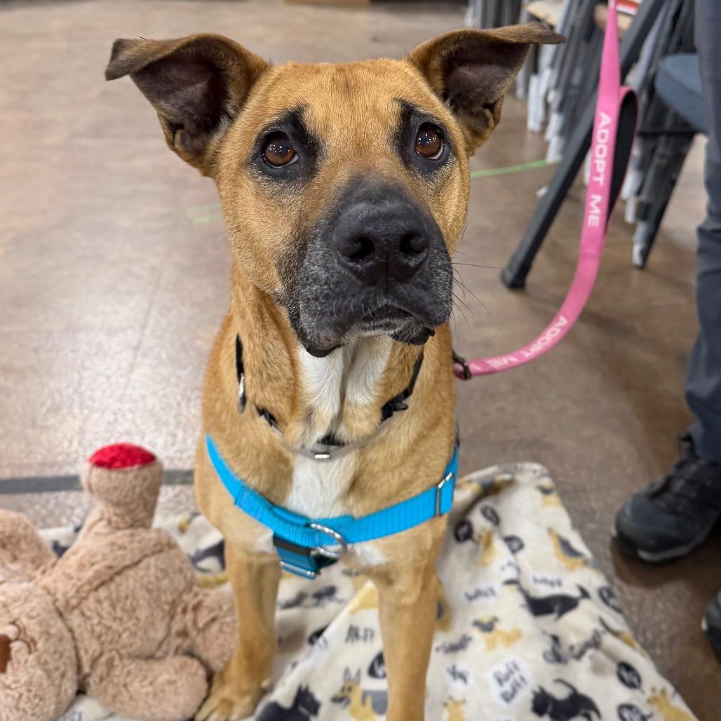 Enlarge Callie, a Adoptable German Shepherd Dog in Pasadena, CA image 5/6