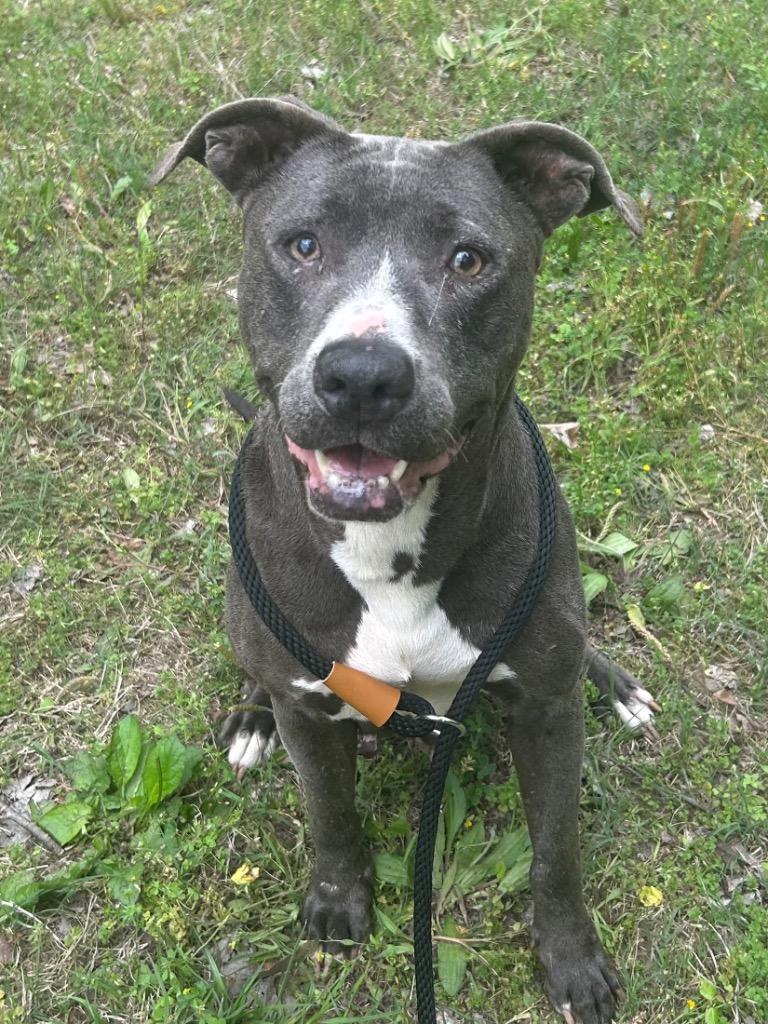 Ski, Adoptable, Senior Female Pit Bull Terrier.