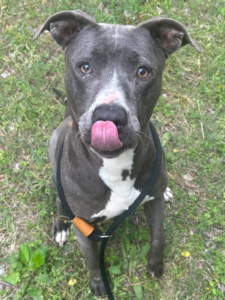 Enlarge Ski, a Adoptable mixed breed in Benton, AR image 2/3