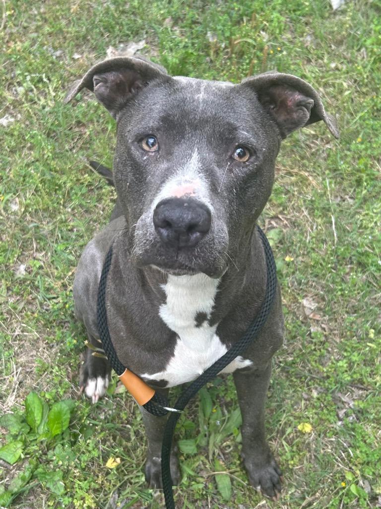 Enlarge Ski, a Adoptable mixed breed in Benton, AR image 3/3