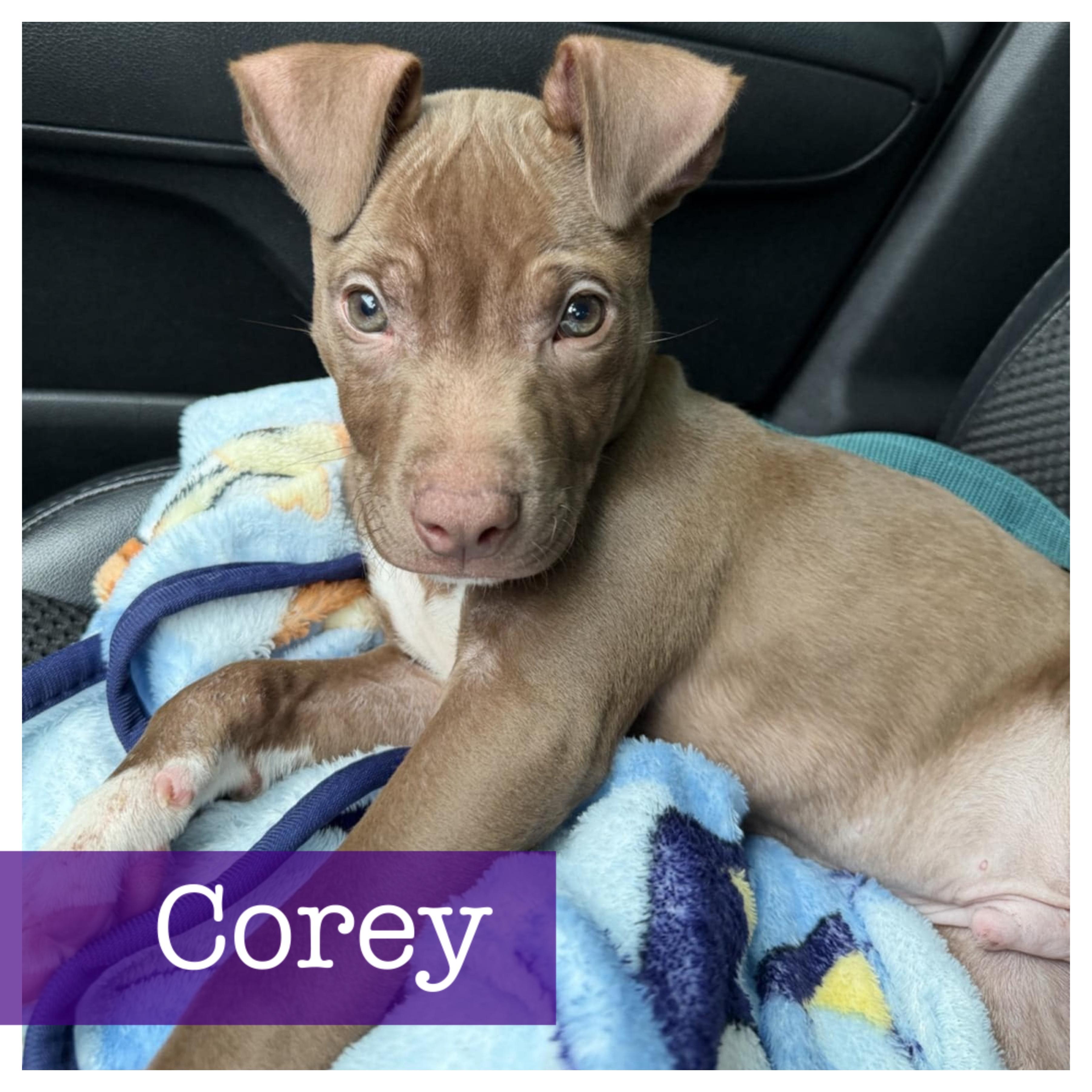 Corey, adopted, Puppy Male American Staffordshire Terrier.