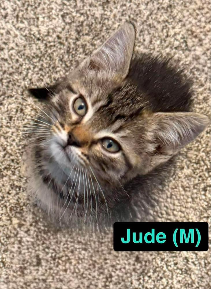 Jude B. (teal collar), Adoptable, Kitten Male Domestic Short Hair.