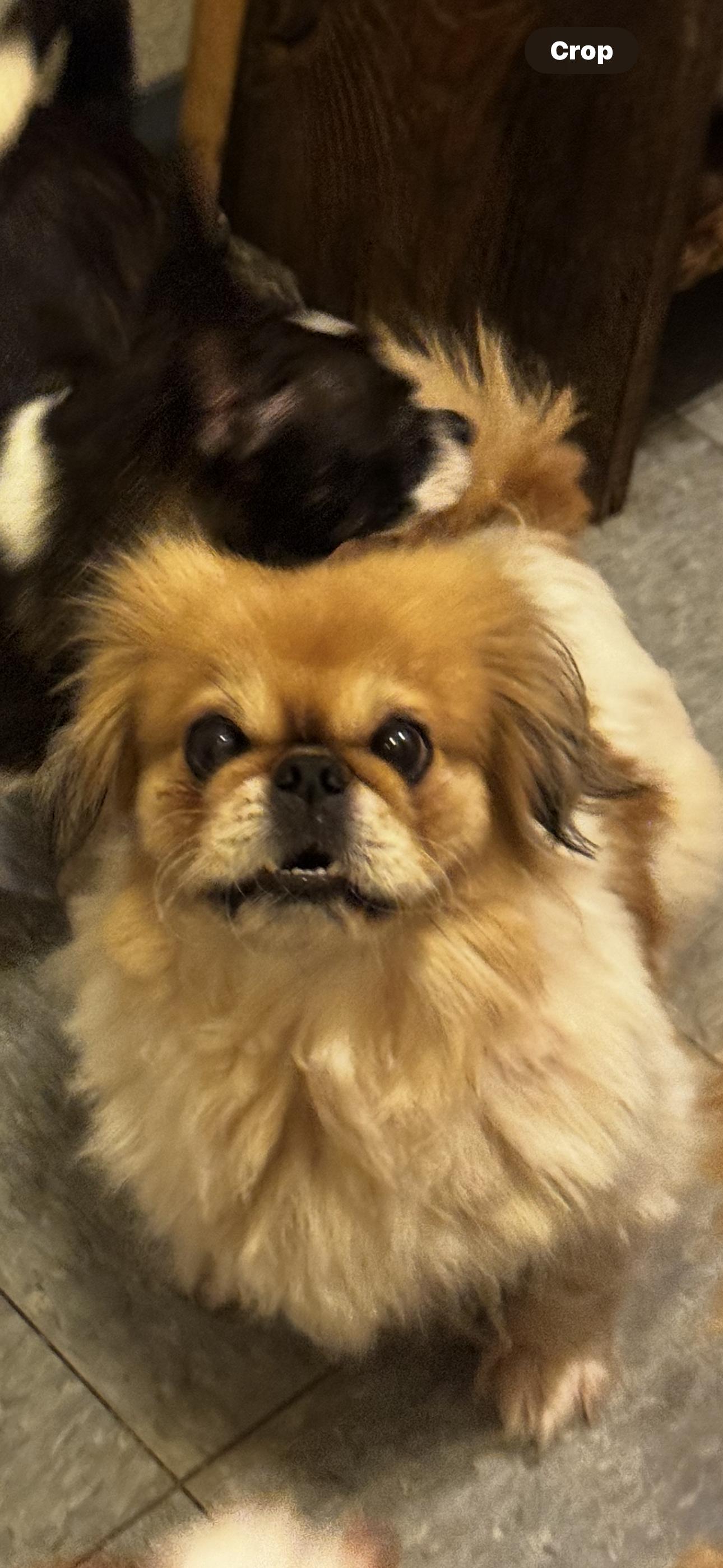 Gracie, Adoptable, Adult Female Pekingese.