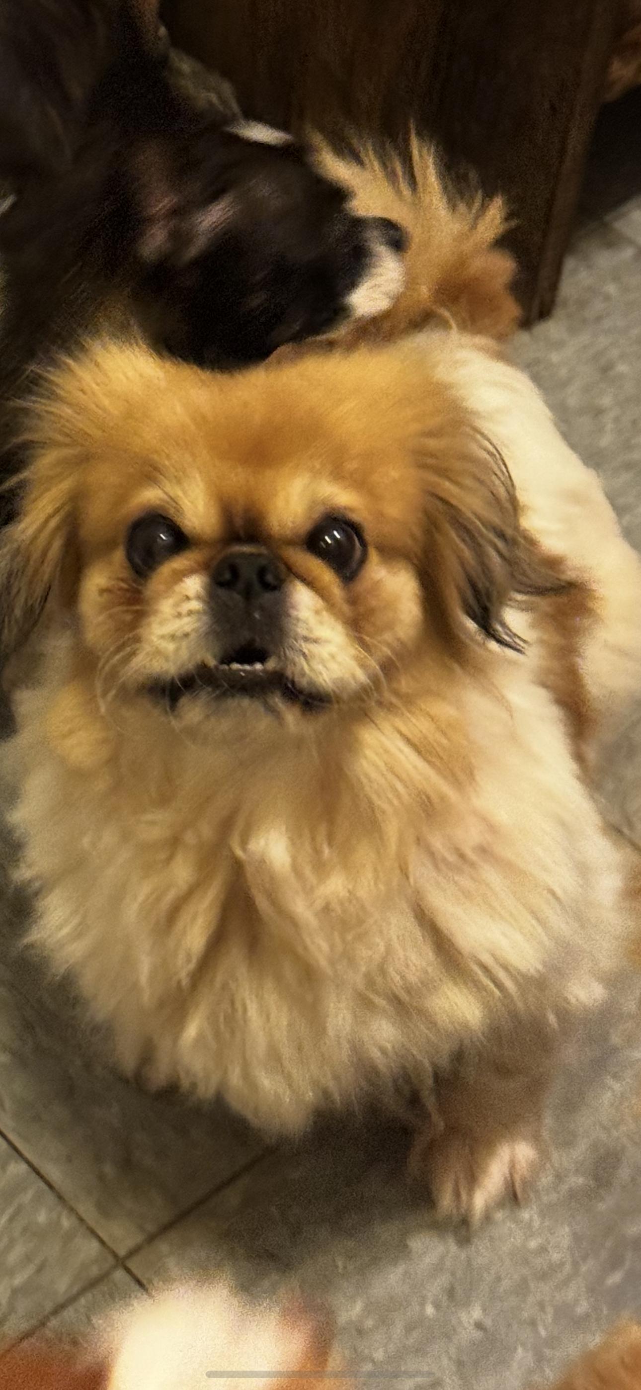 Gracie, an adoptable Pekingese in Chesterfield, MO, 63017 | Photo Image 2