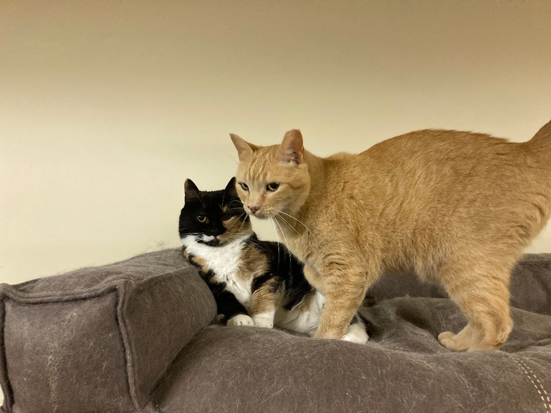 Enlarge Henry & Cali, a Adoptable Domestic Short Hair in Fredericton, NB image 1/6