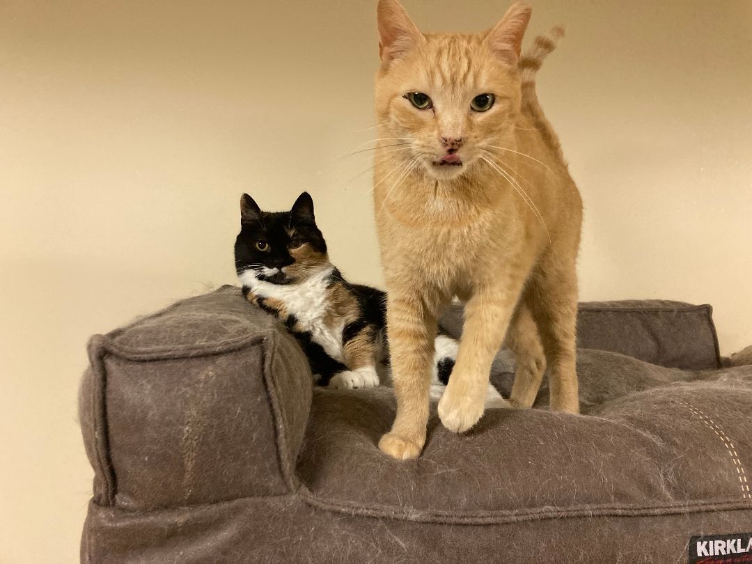 Enlarge Henry & Cali, a Adoptable Domestic Short Hair in Fredericton, NB image 2/6