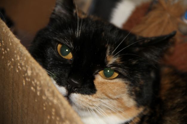 Enlarge Henry & Cali, a Adoptable Domestic Short Hair in Fredericton, NB image 3/6