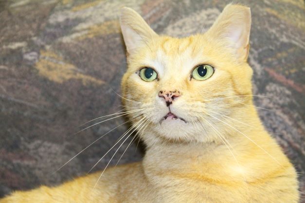 Enlarge Henry & Cali, a Adoptable Domestic Short Hair in Fredericton, NB image 4/6