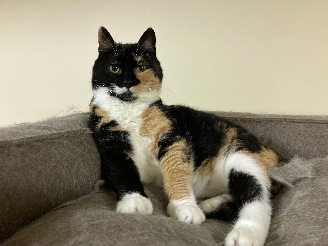 Enlarge Henry & Cali, a Adoptable Domestic Short Hair in Fredericton, NB image 5/6