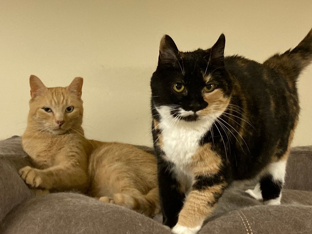 Enlarge Henry & Cali, a Adoptable Domestic Short Hair in Fredericton, NB image 6/6