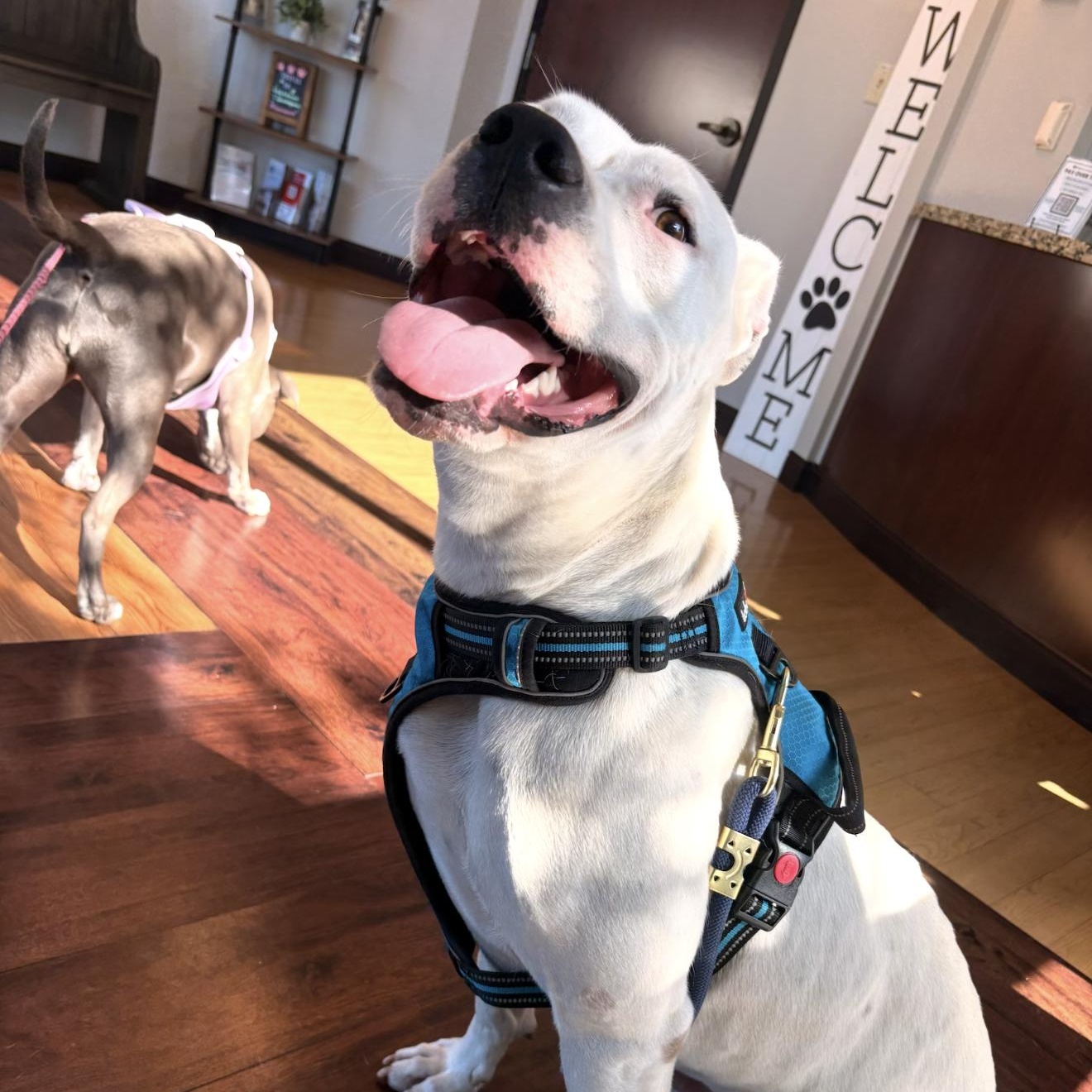 Enlarge Boni, a Adoptable mixed breed in White River Junction , VT image 2/6