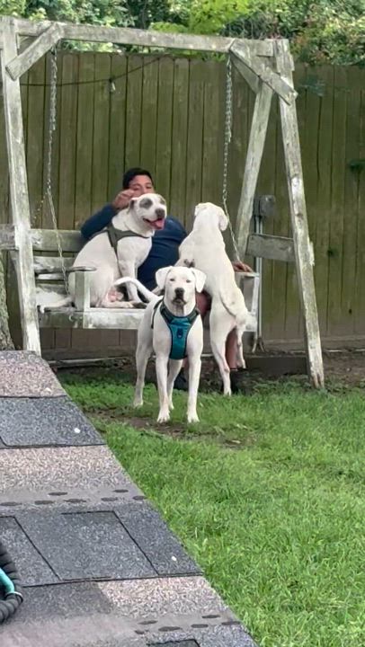 Enlarge Boni, a Adoptable mixed breed in White River Junction , VT video 6/6