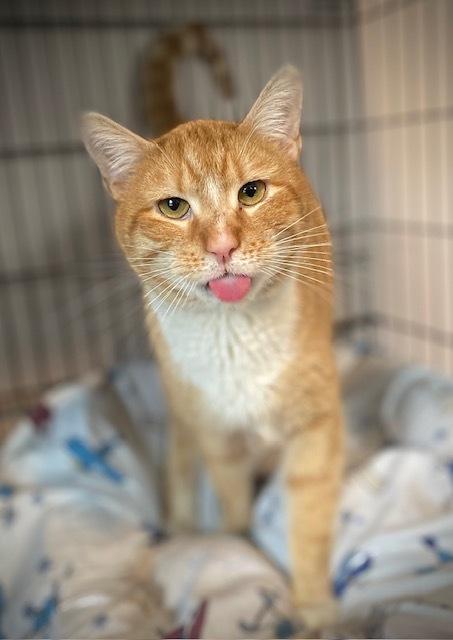 Flanders, Adoptable, Adult Male Domestic Short Hair.