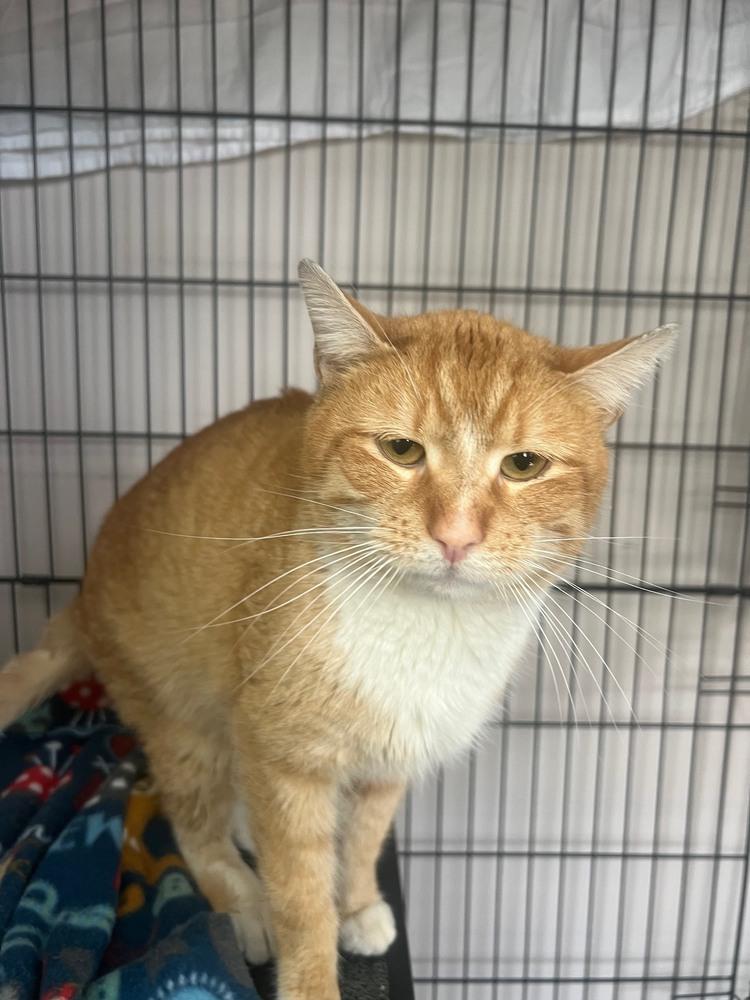 Enlarge Flanders, a Adoptable Domestic Short Hair in Duxbury, MA image 2/6