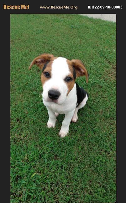 Enlarge Cupcake - Beautiful beagle mix who loves the beach, a Adopted mixed breed in Oro Valley, AZ image 1/2