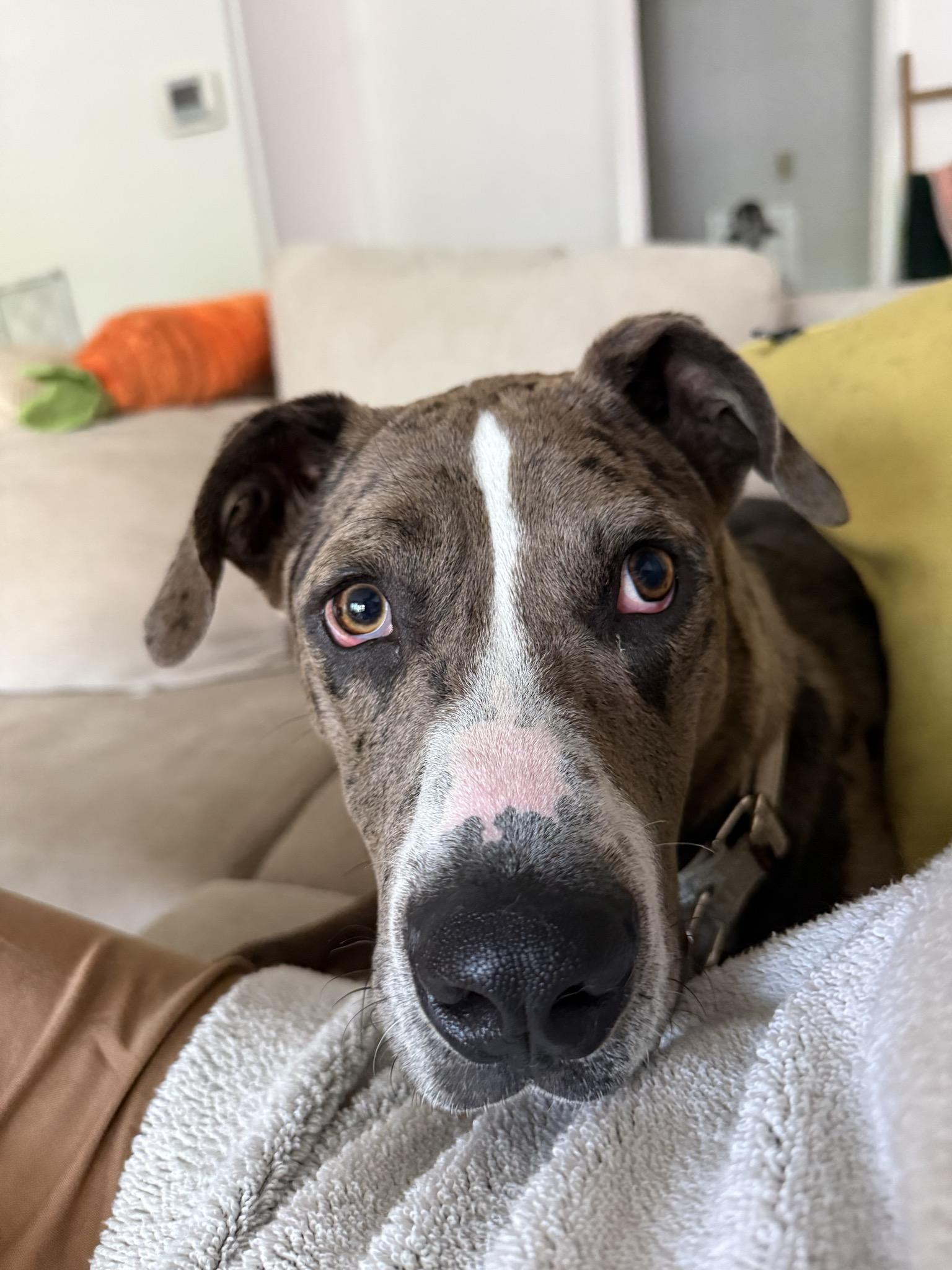 Sargent, a Adoptable Mixed Breed in Dallas, TX image 2/5