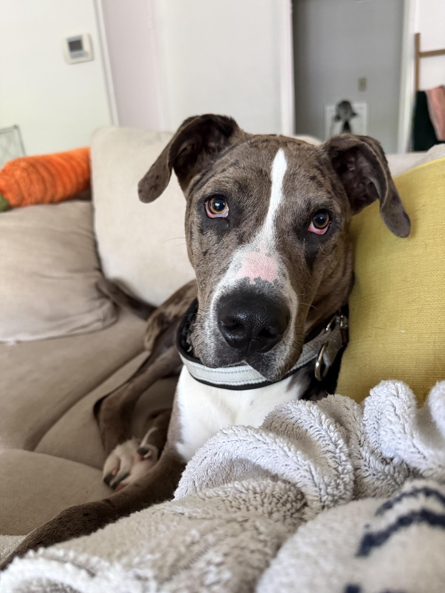 Sargent, a Adoptable Mixed Breed in Dallas, TX image 3/5