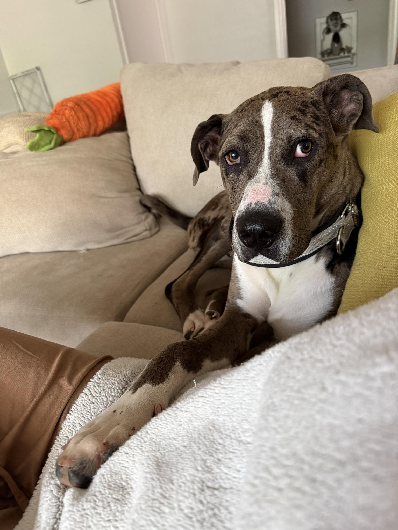 Sargent, a Adoptable Mixed Breed in Dallas, TX image 5/5