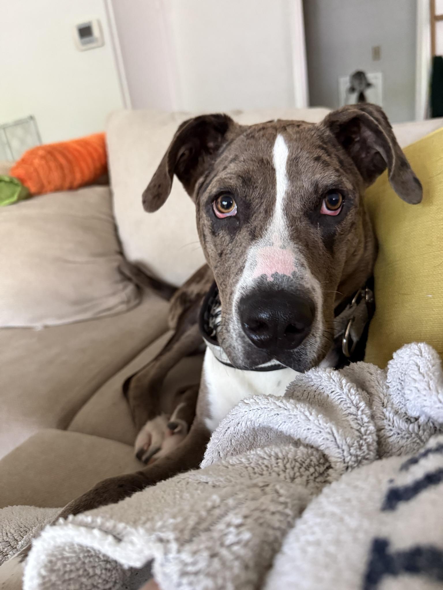 Sargent, a Adoptable Mixed Breed in Dallas, TX image 1/5