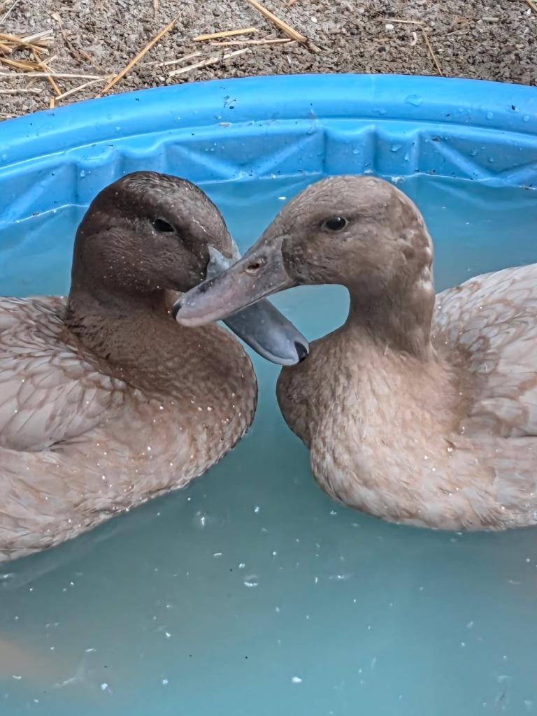 Biscuit / Cookie, Adoptable, Baby Female Duck.