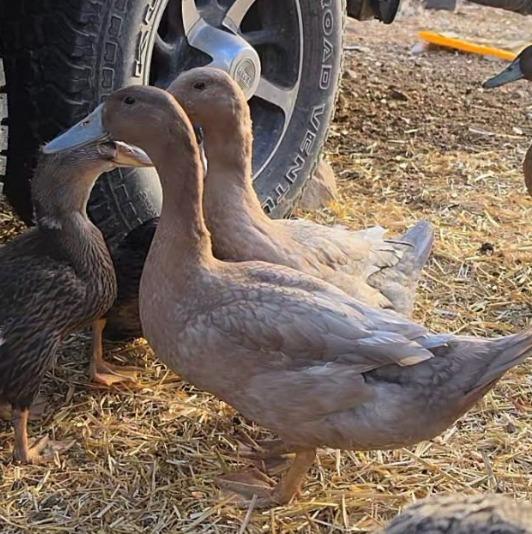 Enlarge Biscuit / Cookie, a Adoptable Duck in Eagle Mountain, UT image 2/2