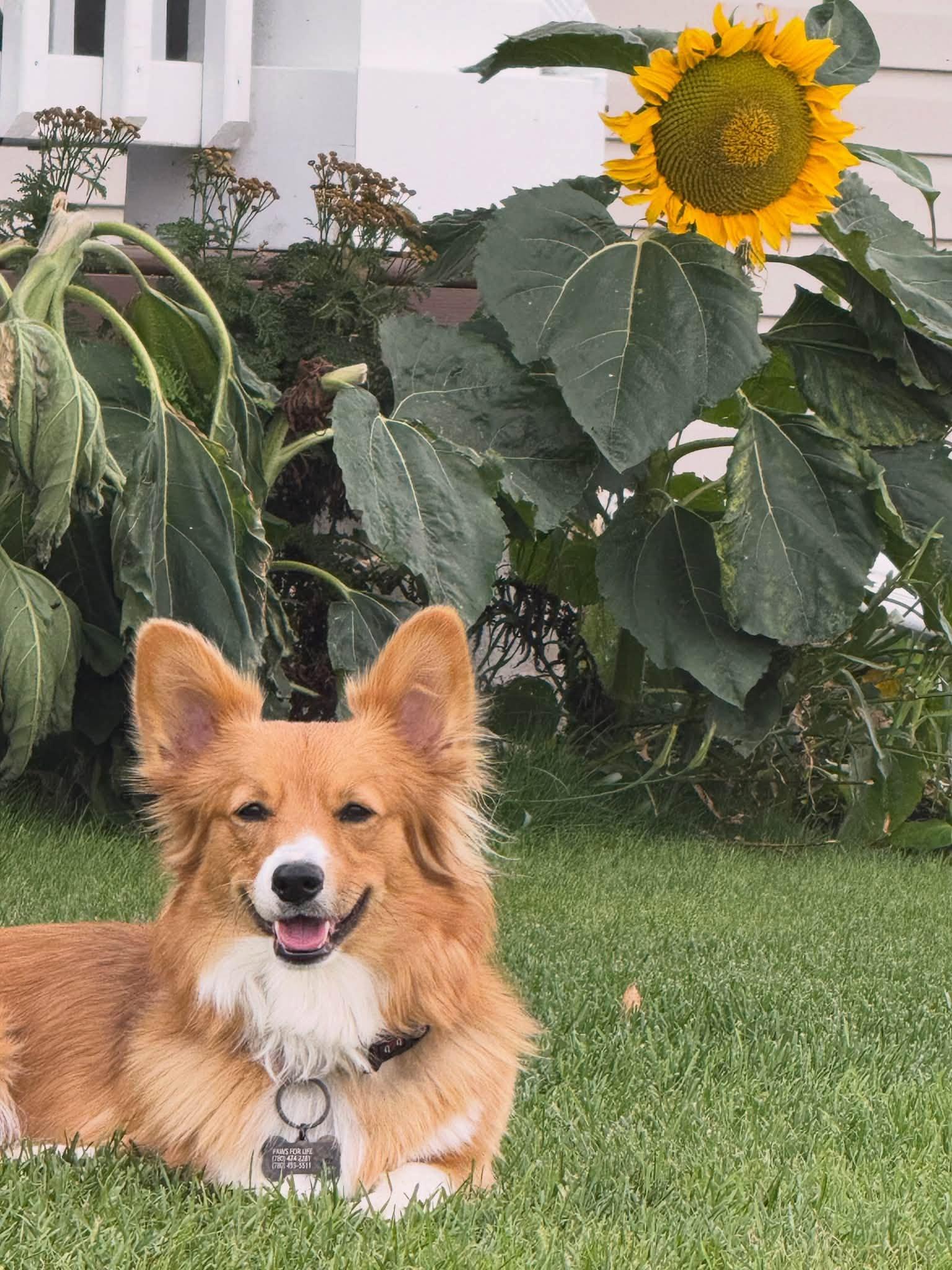 Dolly, Adoptable, Young Female Corgi.