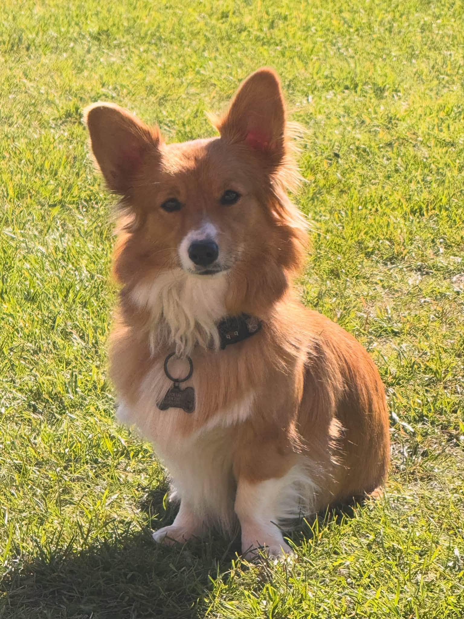 Enlarge Dolly, a Adoptable mixed breed in Edmonton, AB image 2/3