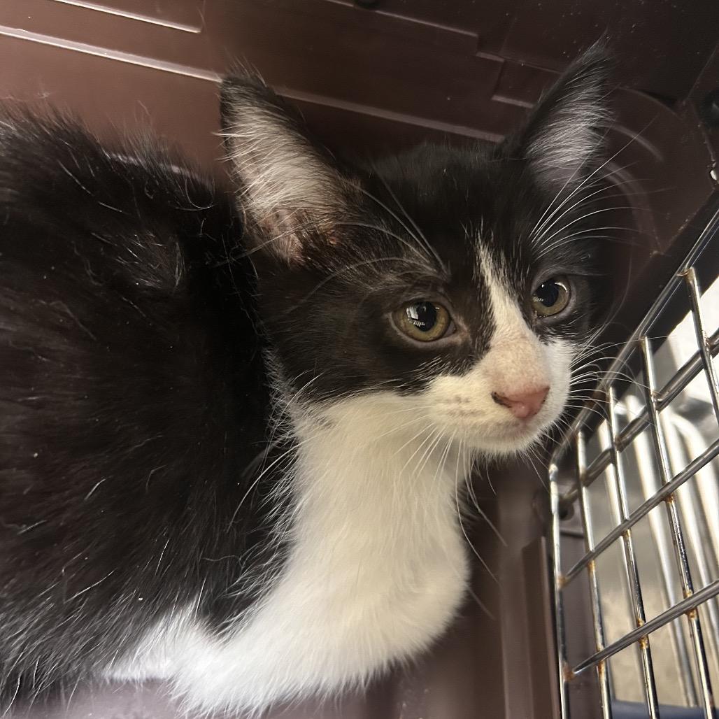 Bonnet, Adoptable, Kitten Female Domestic Short Hair.