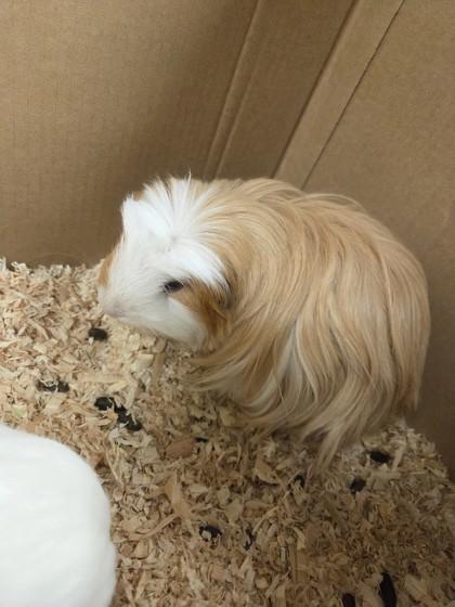 Enlarge Nougat, a ADOPTABLE Guinea Pig in Hamilton, MT image 1/1