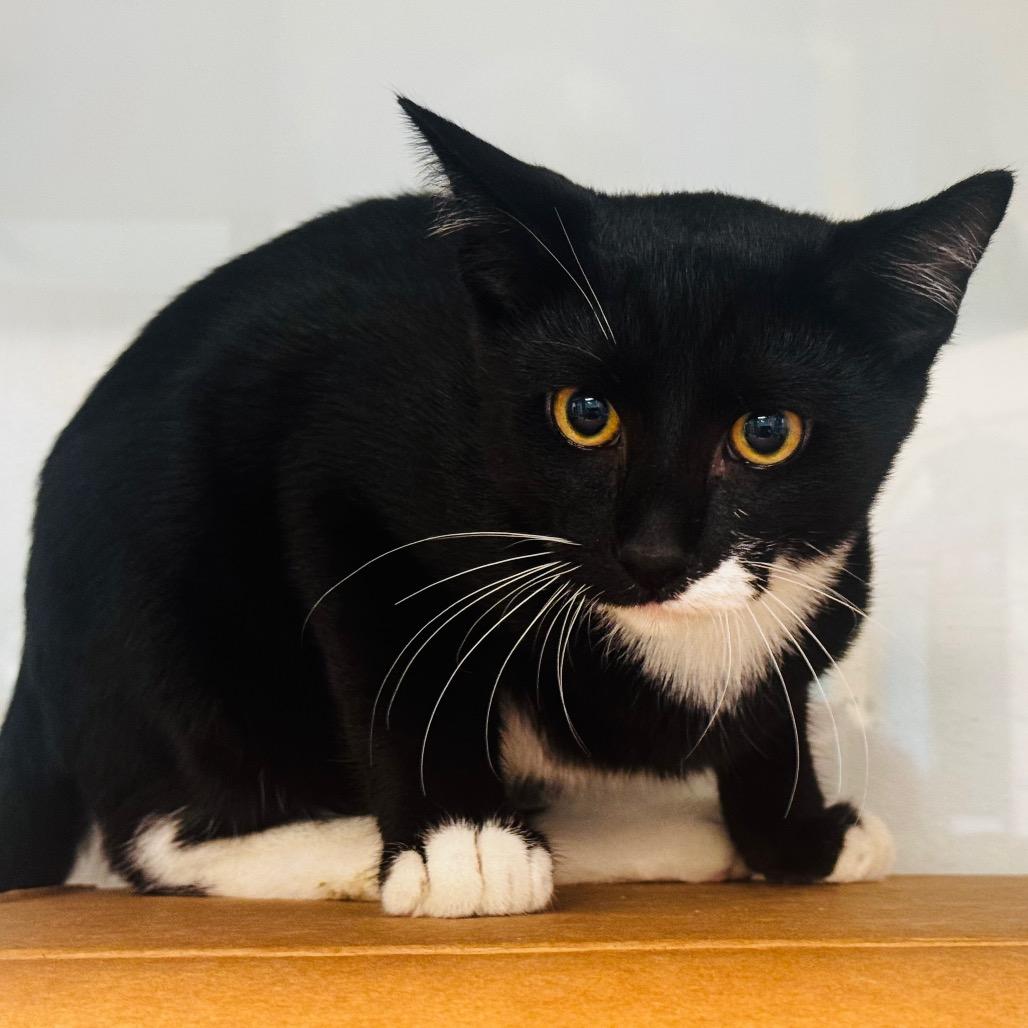 Vladamilk, Adoptable, Kitten Male Domestic Short Hair.
