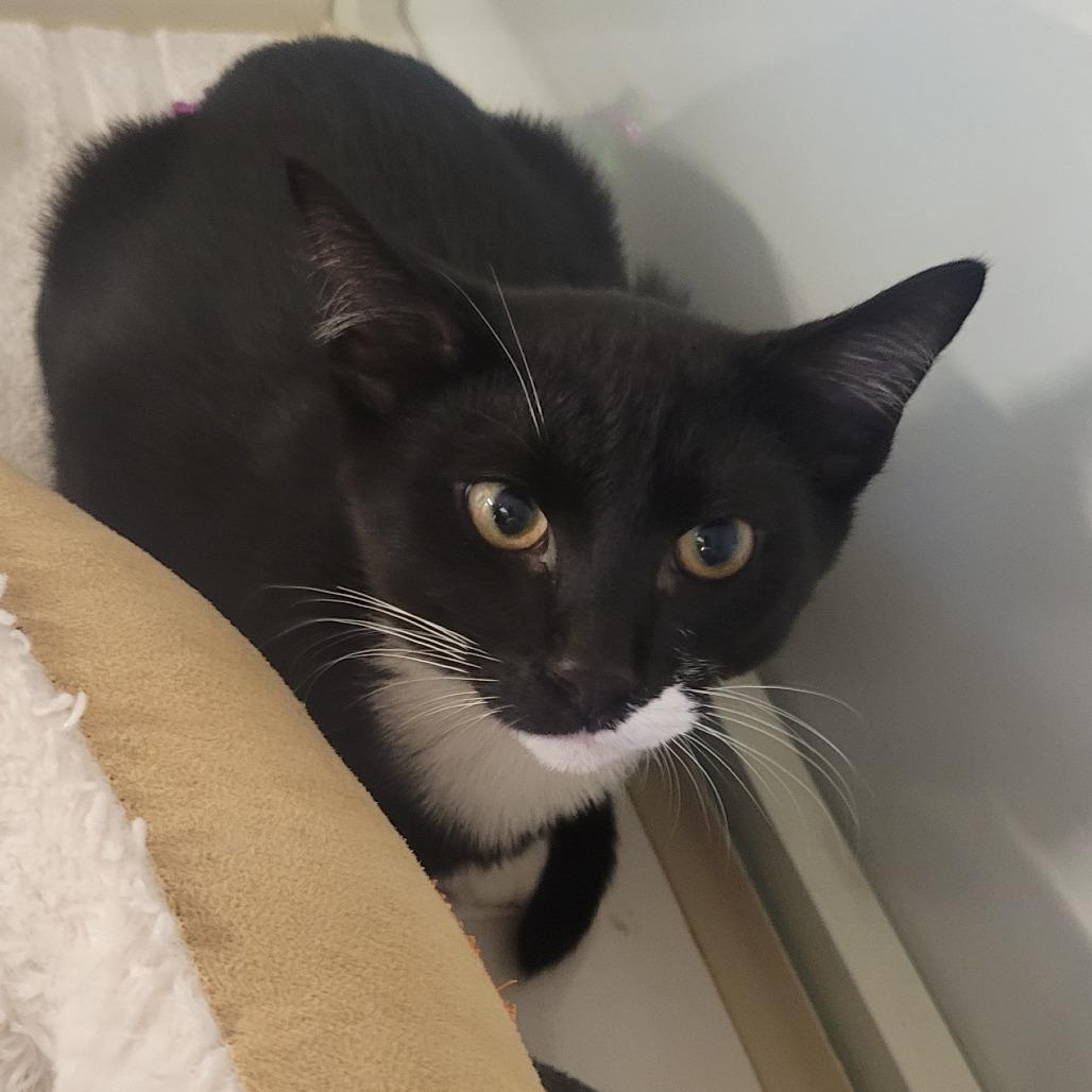 Enlarge Vladamilk, a Adoptable Domestic Short Hair in Wheeling, IL image 2/2