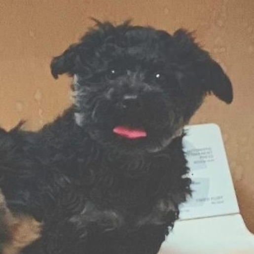Enlarge Davey, an adopted mixed breed in West Valley, UT image 1/5