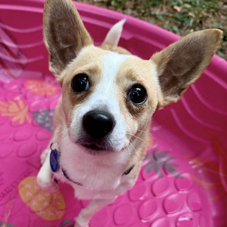 Sprocket, Adopted, Young Male Corgi.